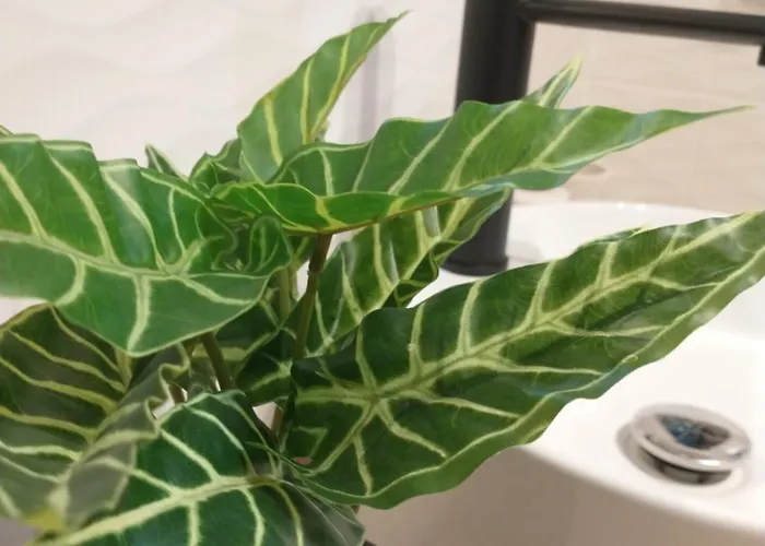 דירה Plac Slowianski 10